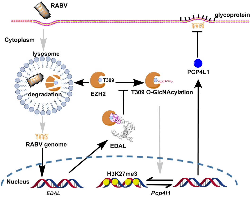 我院狂犬病研究团队揭示lncrna edal抑制病毒新机制