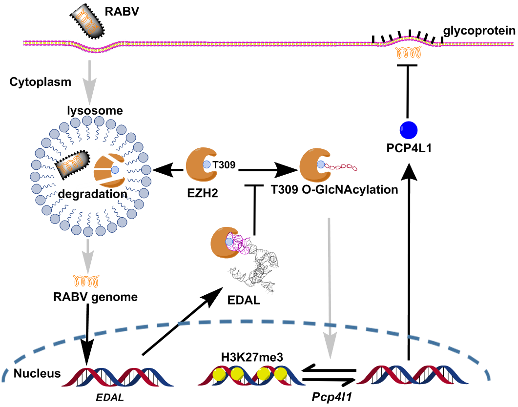 lncRNA EDAL的诱导产生及其抑制狂犬病毒增殖的模式图