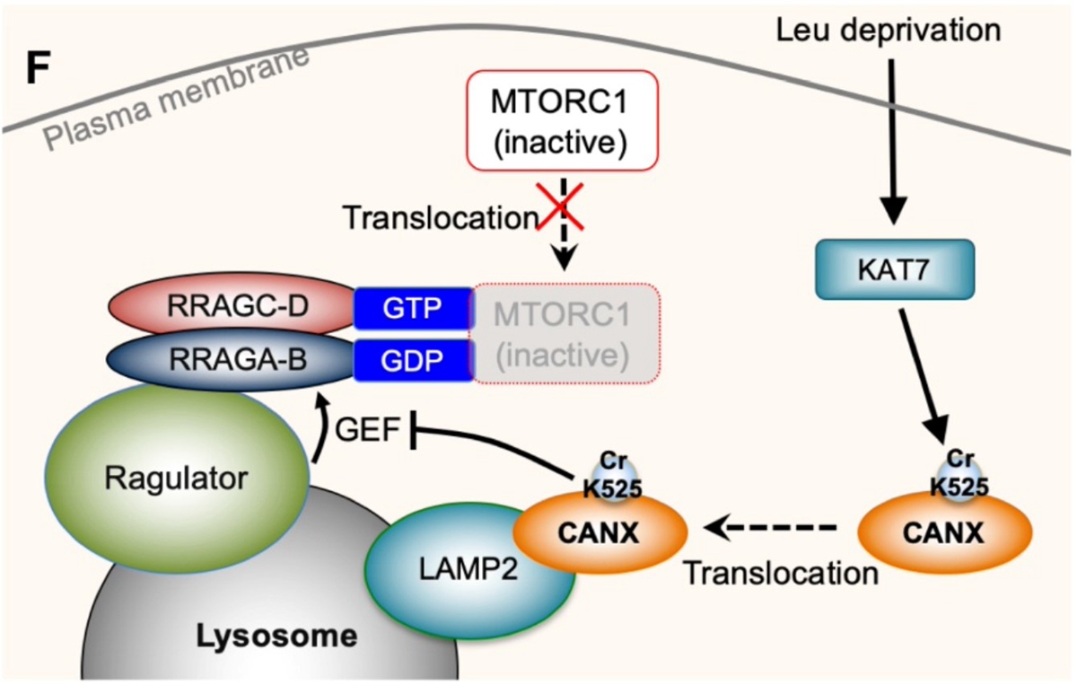 图2. KAT7介导的CANX巴豆酰化调控mTORC1的机制