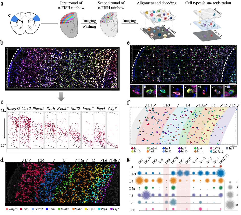 图2：π-FISH rainbow原位解析小鼠初级体感觉皮层(S1)神经元的空间图谱